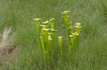 Yellow pitcherplant